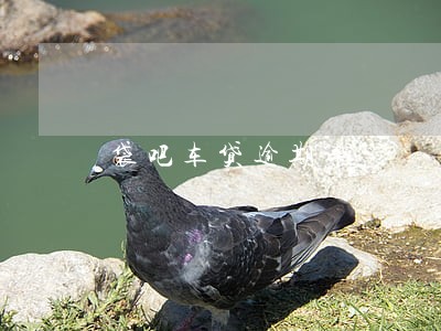 袋吧车贷逾期率 袋吧车贷逾期率