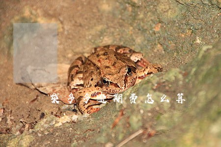 袋多多逾期费怎么算