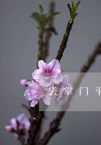 袋掌门平台逾期怎么 袋掌门平台逾期怎么