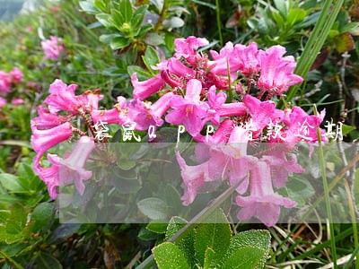 袋鼠app借款逾期