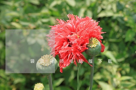 袋鼠律师电脑版下载 袋鼠律师电脑版下载