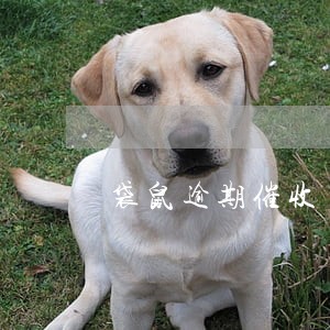 袋鼠逾期催收
