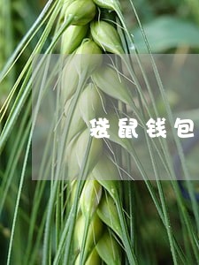 袋鼠钱包贷款逾期