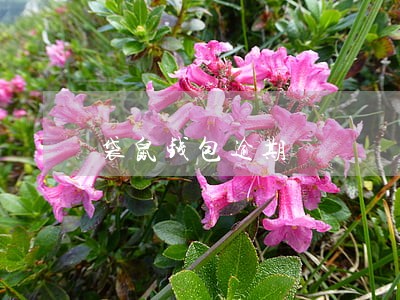 袋鼠钱包逾期