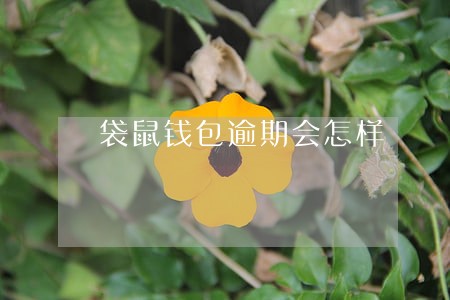 袋鼠钱包逾期会怎样 袋鼠钱包逾期会怎样