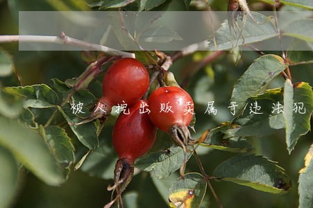 被人挖出贩卖属于违法犯罪吗 被人挖出贩卖属于违法犯罪吗