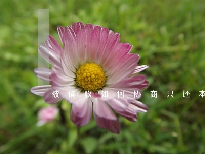 被催收如何协商只还本金