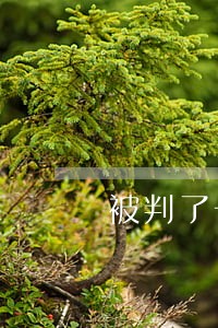 被判了一年借呗逾期能免息吗 被判了一年借呗逾期能免息吗