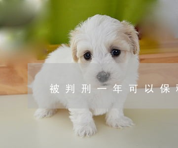 被判刑一年可以保释吗 被判刑一年可以保释吗