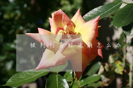 被判刑导致逾期怎么办 被判刑导致逾期怎么办