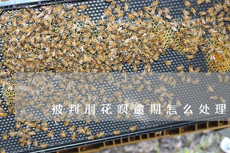 被判刑花呗逾期怎么处理