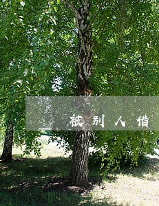 被别人借了信用卡逾期 被别人借了信用卡逾期