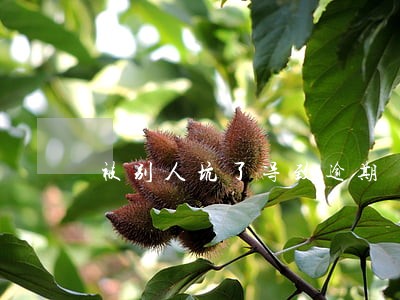 被别人坑了导致逾期 被别人坑了导致逾期