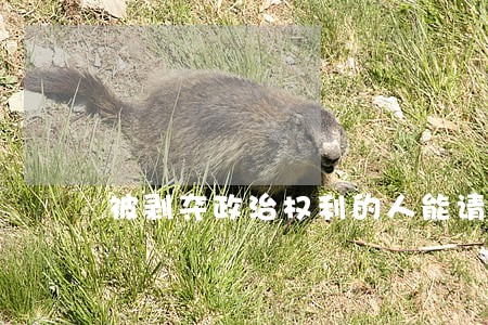 被剥夺政治权利的人能请律师吗 被剥夺政治权利的人能请律师吗