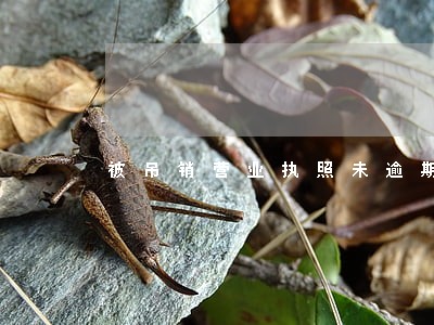 被吊销营业执照未逾期三年