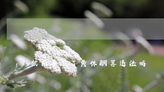 被同事下了黄体酮算违法吗 被同事下了黄体酮算违法吗