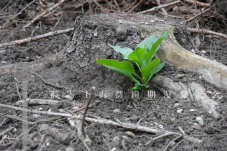 被告上诉费逾期没交怎么处理 被告上诉费逾期没交怎么处理