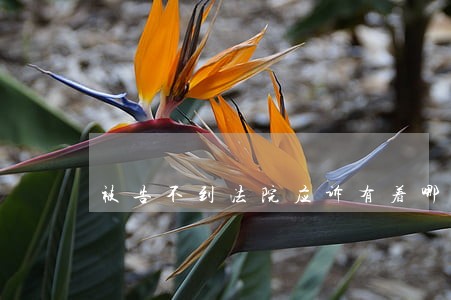 被告不到法院应诉有着哪些后果 被告不到法院应诉有着哪些后果