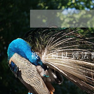 被告可以到法院解封吗 被告可以到法院解封吗