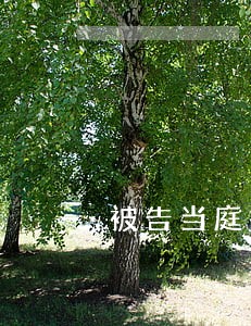 被告当庭提交证据逾期 被告当庭提交证据逾期