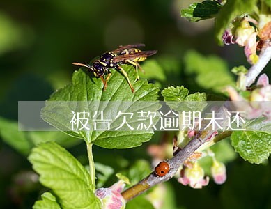 被告欠款逾期未还 被告欠款逾期未还