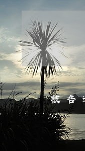 被告逾期提交证据怎么处罚