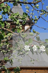 被告逾期未付原告款怎么办