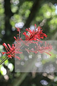 被强奸法律咨询 被强奸法律咨询