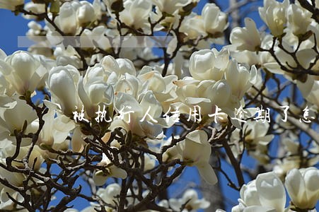 被执行人信用卡逾期了怎么办 被执行人信用卡逾期了怎么办