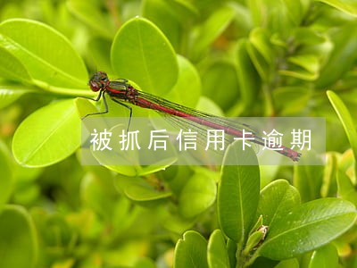 被抓后信用卡逾期