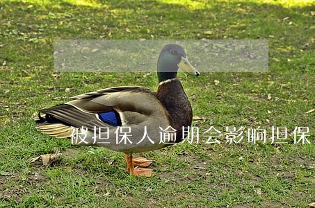 被担保人逾期会影响担保人吗 被担保人逾期会影响担保人吗