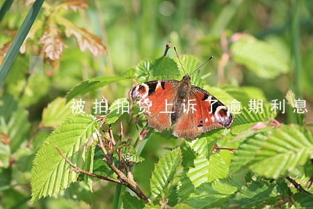 被拍拍贷上诉了逾期利息要还吗 被拍拍贷上诉了逾期利息要还吗