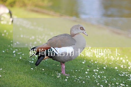 被拘留信用卡逾期停卡 被拘留信用卡逾期停卡