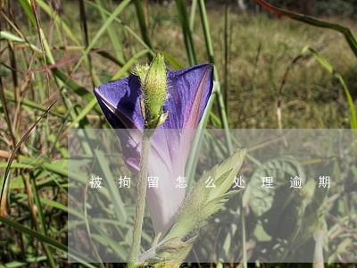 被拘留怎么处理逾期 被拘留怎么处理逾期