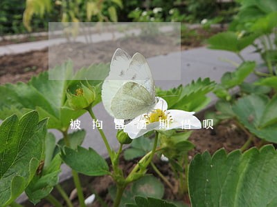 被拘留逾期借呗 被拘留逾期借呗