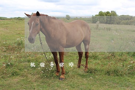 被指导律师 被指导律师