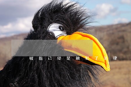 被指已经是触犯了法律 被指已经是触犯了法律