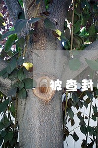 被查封的股权是否可以转让 被查封的股权是否可以转让