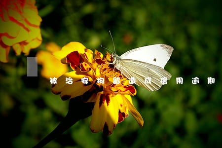 被治安拘留造成信用逾期 被治安拘留造成信用逾期