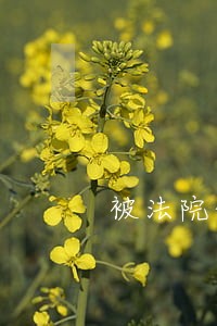 被法院依法处置 被法院依法处置