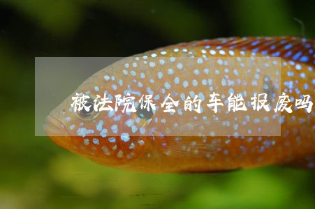 被法院保全的车能报废吗 被法院保全的车能报废吗