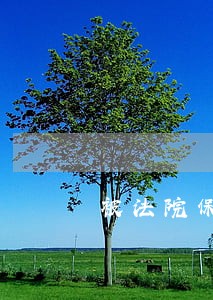 被法院保全车辆抵押给债权人 被法院保全车辆抵押给债权人