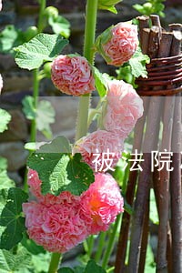 被法院冻结车辆可以审车吗
