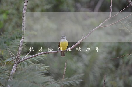 被法院判处抢劫罪 被法院判处抢劫罪