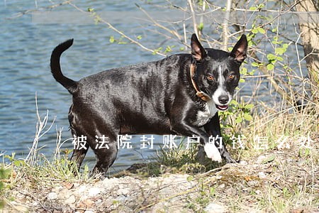被法院封账户的钱怎么处理 被法院封账户的钱怎么处理