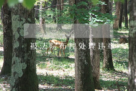 被法院布控处理违章