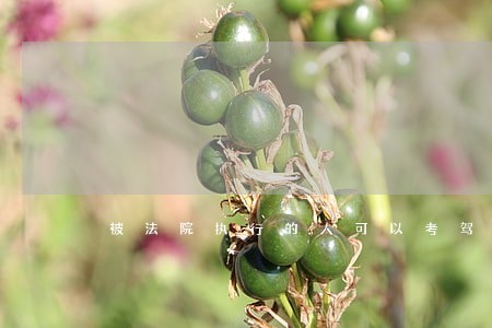 被法院执行的人可以考驾照吗