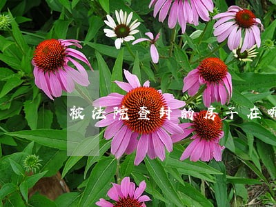 被法院查封的房子在哪里能看到 被法院查封的房子在哪里能看到