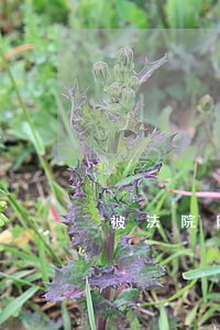 被法院限制高消费了能坐卧铺吗