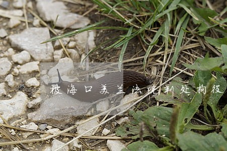 被海口美兰法院判处拘役5个月 被海口美兰法院判处拘役5个月